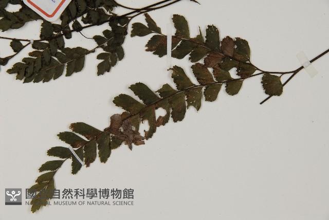 毛葉鐵線蕨藏品圖，第5張
