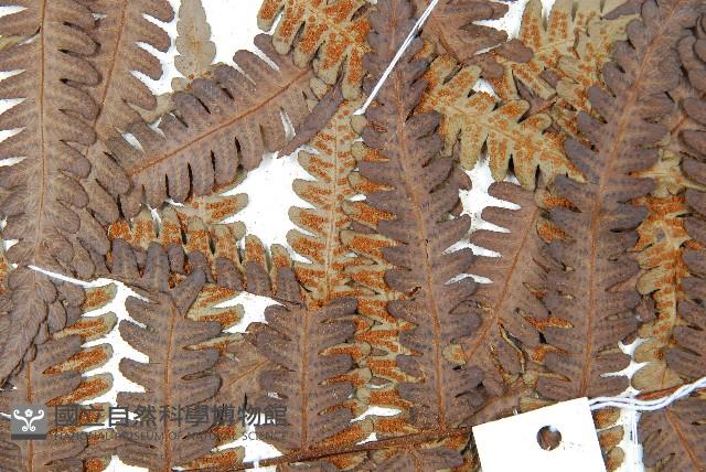 大桫欏藏品圖，第8張