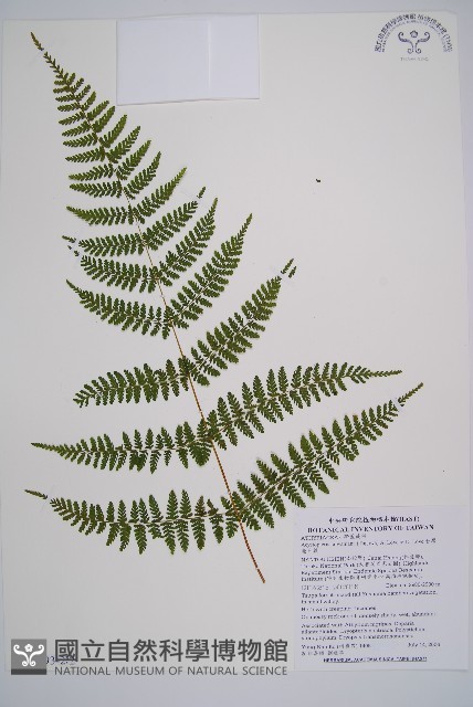 台灣亮毛蕨藏品圖，第5張