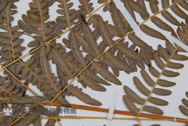 蕨藏品圖，第5張