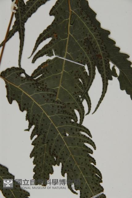 三叉蕨藏品圖，第5張