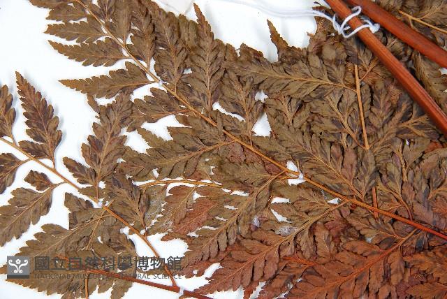 大葉骨碎補藏品圖，第5張