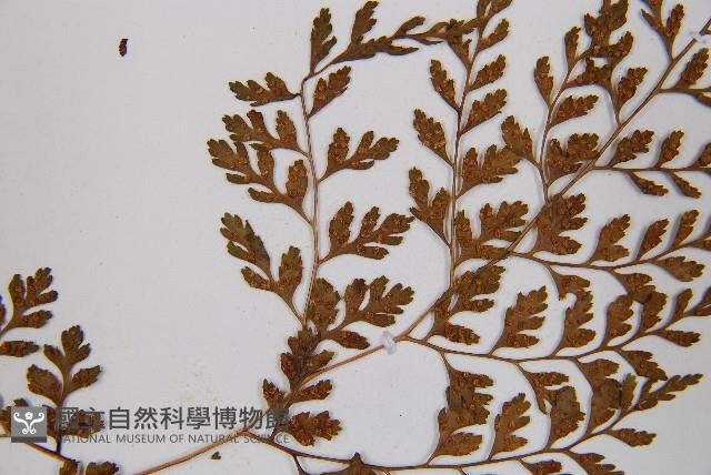 寬葉冷蕨藏品圖，第5張