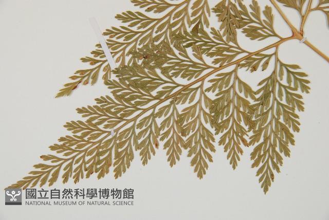 海州骨碎補藏品圖，第5張