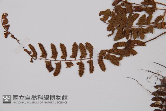 紅苞蹄蓋蕨藏品圖，第5張