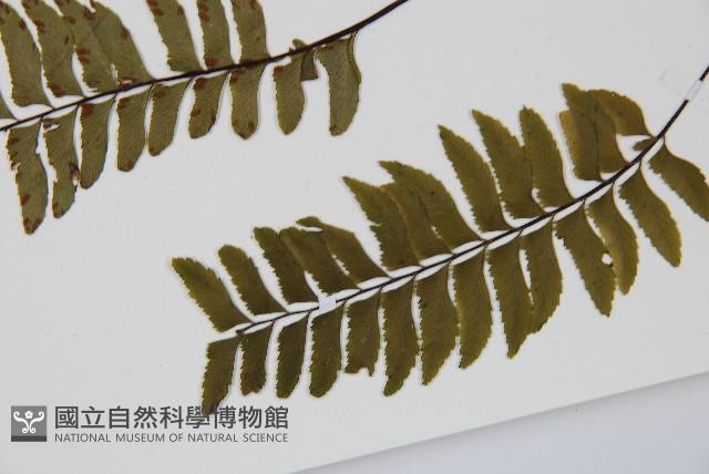 單邊鐵角蕨藏品圖，第5張