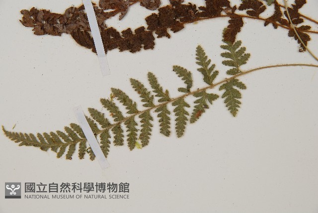 細毛碗蕨藏品圖，第5張