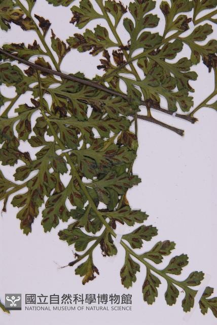 大鐵角蕨藏品圖，第5張