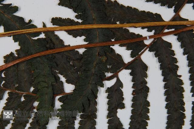 邊緣鱗蓋蕨藏品圖，第5張