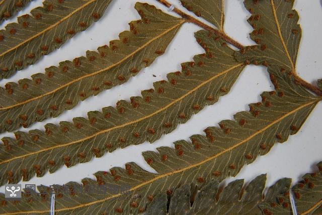 邊緣鱗蓋蕨藏品圖，第5張