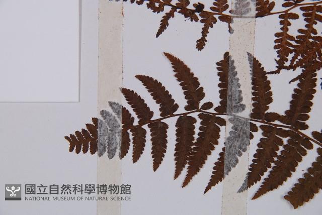 對生蹄蓋蕨藏品圖，第5張