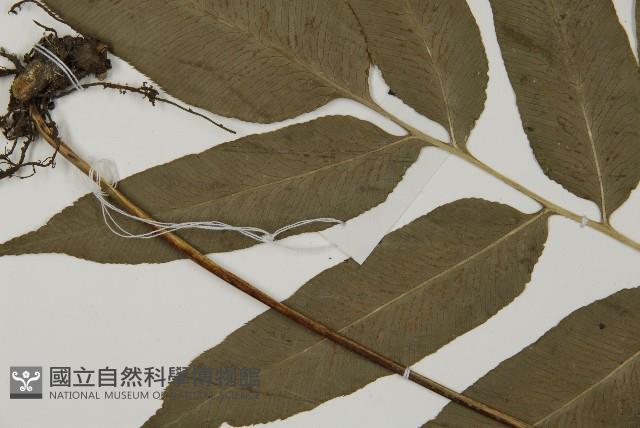 美羽鳳丫蕨藏品圖，第5張