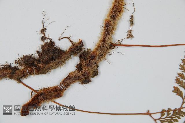 海州骨碎補藏品圖，第5張