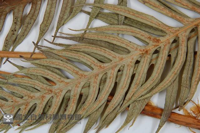 臺灣狗脊蕨藏品圖，第4張