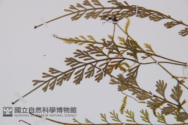 長生鐵角蕨藏品圖，第5張