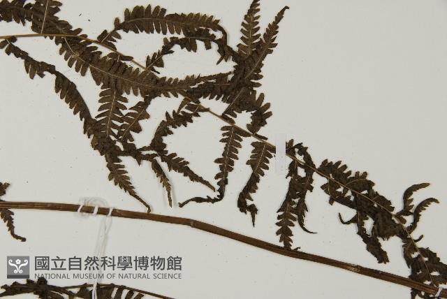 登錄號:P010533藏品圖，第5張