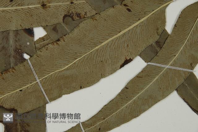 日本鳳丫蕨藏品圖，第5張