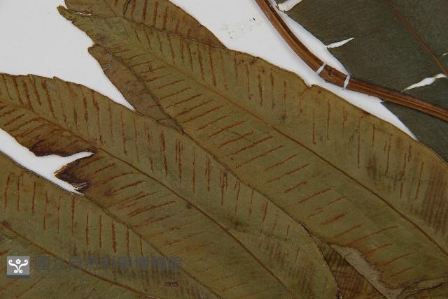 隱脈細柄雙蓋蕨藏品圖，第5張