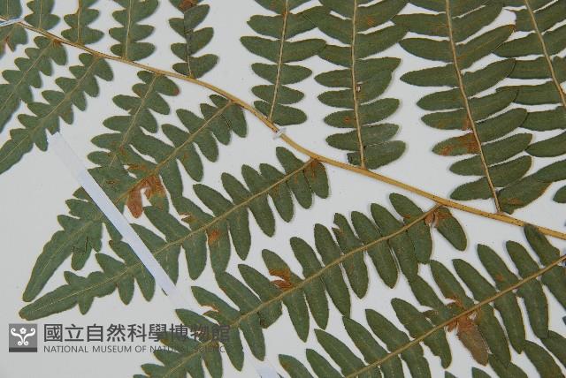 蕨藏品圖，第5張