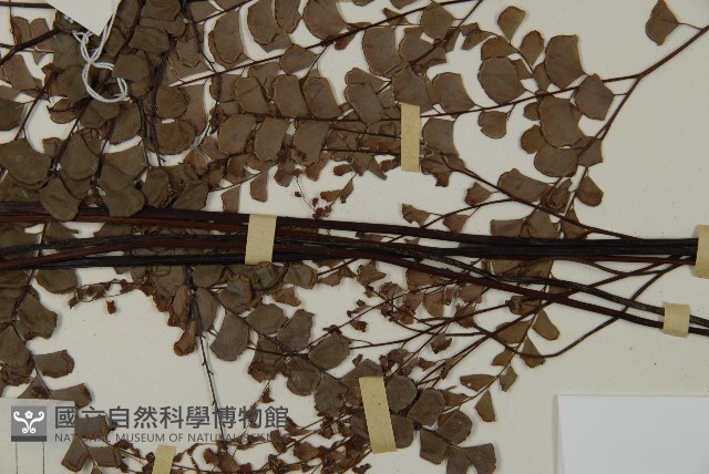 扇葉鐵線蕨藏品圖，第4張