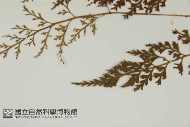 骨碎補鐵角蕨藏品圖，第5張