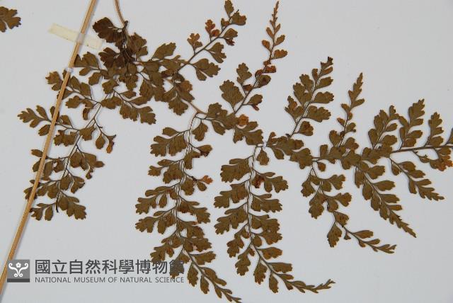 彎柄假複葉耳蕨藏品圖，第5張