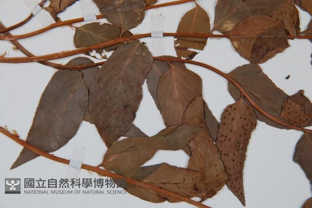 貫眾蕨藏品圖，第5張