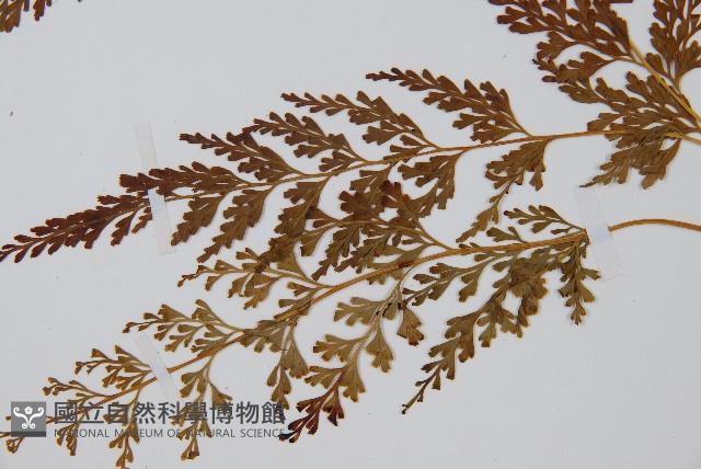 溪洞碗蕨藏品圖，第5張