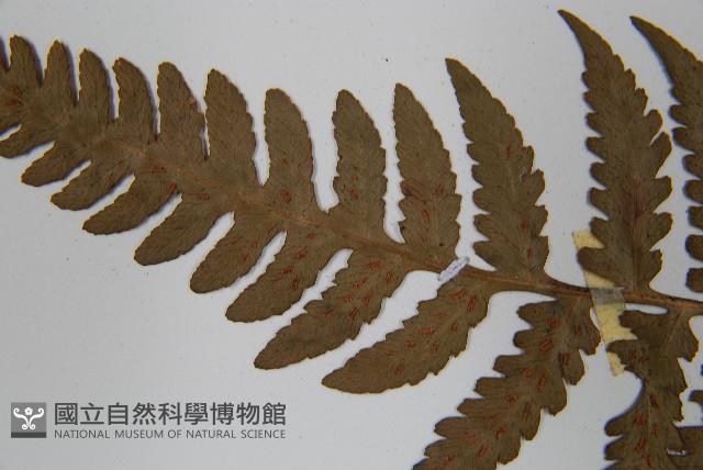 Accession Number:P002433 Collection Image, Figure 5, Total 5 Figures