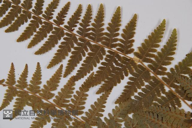 姬蕨藏品圖，第5張