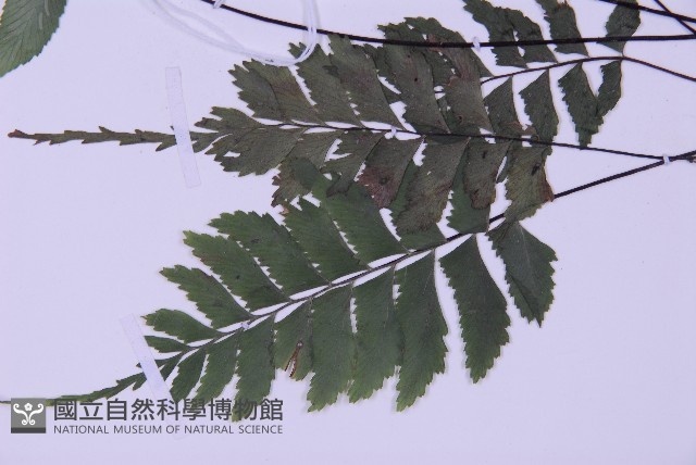 綠柄剪葉鐵角蕨藏品圖，第1張