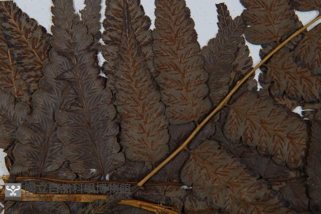 毛柄短腸蕨藏品圖，第5張