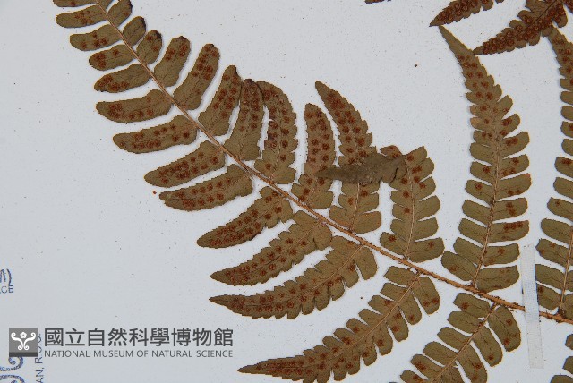 闊鱗鱗毛蕨藏品圖，第5張