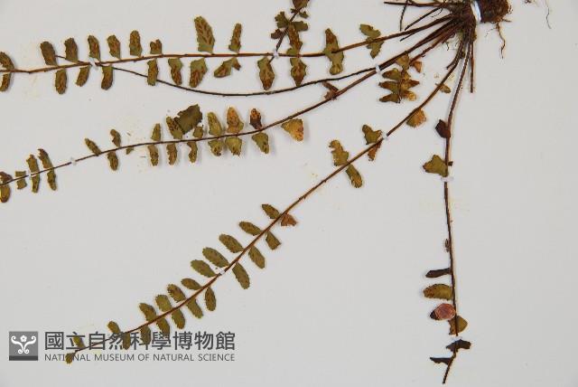 三翅鐵角蕨藏品圖，第5張