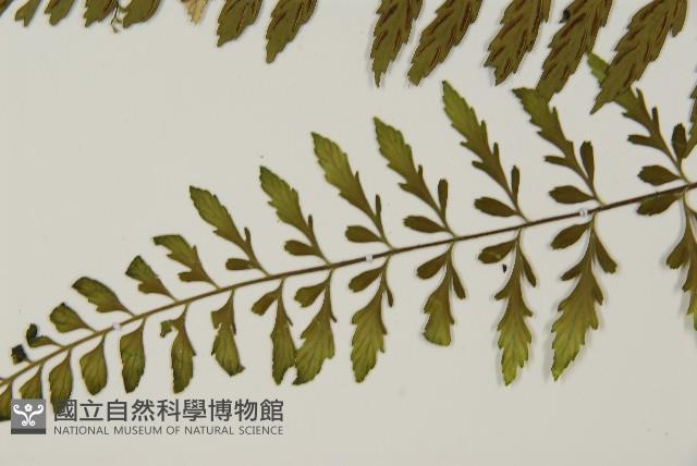 大蓬萊鐵角蕨藏品圖，第5張
