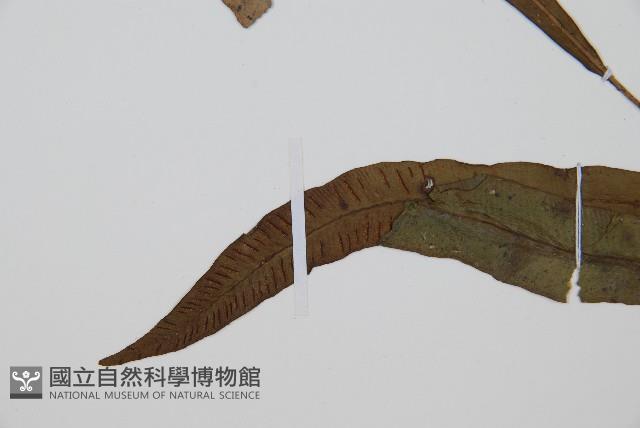 單葉雙蓋蕨藏品圖，第5張