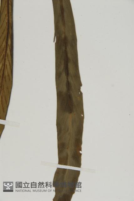 Accession Number:P004963 Collection Image, Figure 5, Total 5 Figures