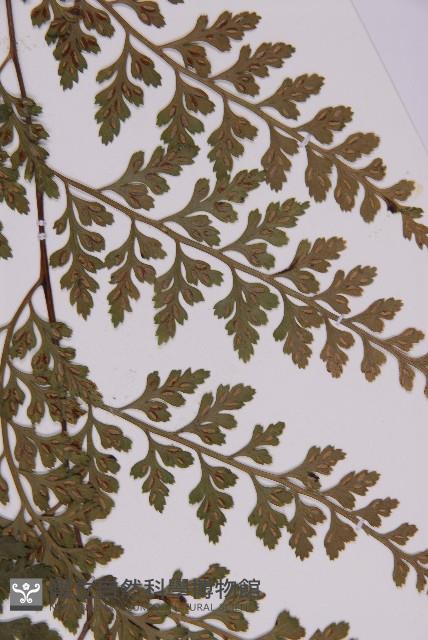 大鐵角蕨藏品圖，第8張