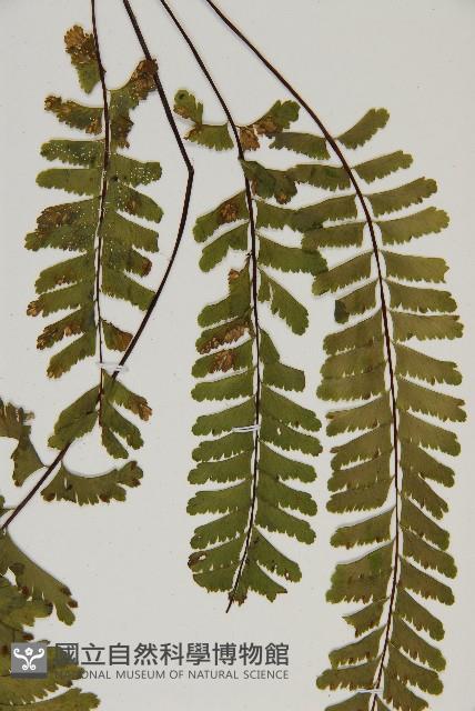 薄葉孔雀鐵角蕨、邊孢鐵角蕨藏品圖，第5張
