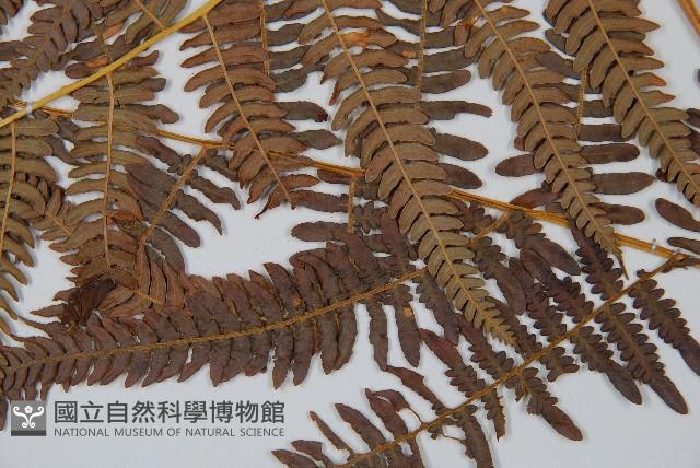 蕨藏品圖，第5張