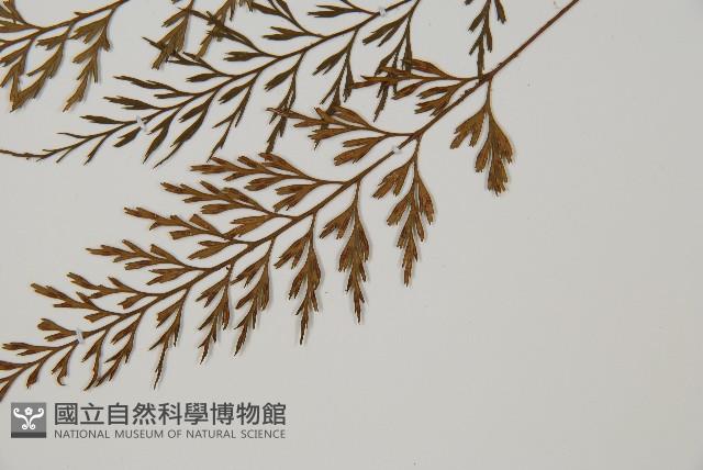 威氏鐵角蕨藏品圖，第5張