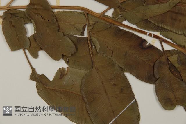 華鳳丫蕨藏品圖，第5張