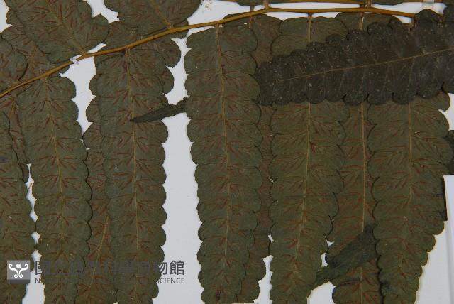 烏來雙蓋蕨藏品圖，第5張