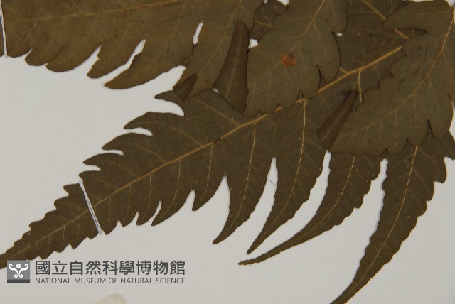 三叉蕨藏品圖，第5張