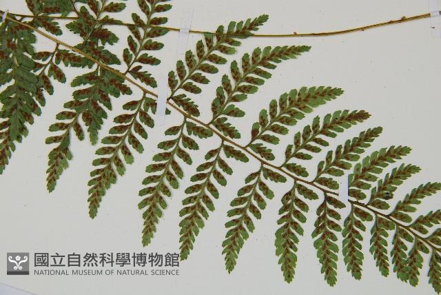 蓬萊蹄蓋蕨藏品圖，第5張