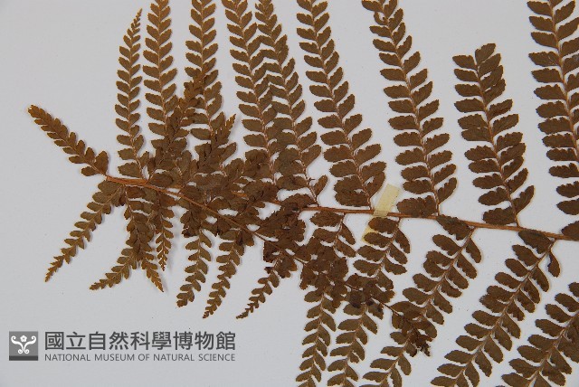 粗毛鱗蓋蕨藏品圖，第5張