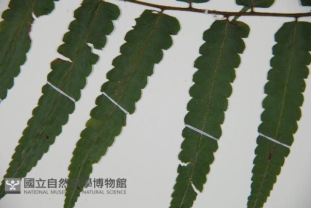 廣葉鋸齒雙蓋蕨藏品圖，第5張