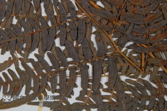 蕨藏品圖，第5張