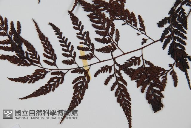 大葉骨碎補、台灣骨碎補、骨碎補藏品圖，第5張