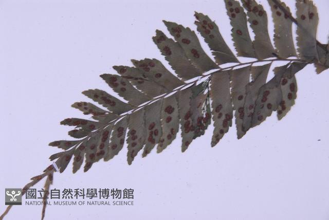綠柄剪葉鐵角蕨藏品圖，第8張